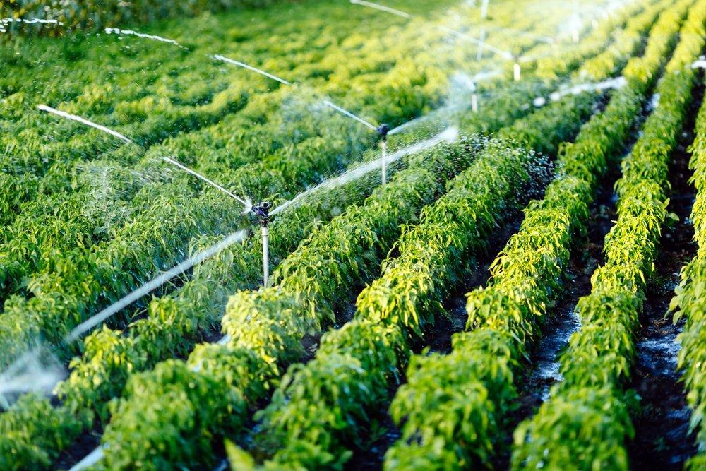 watering irrigation